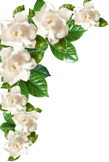 gardenias